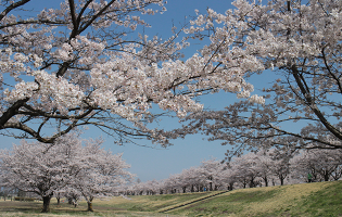 さくら市・氏家ゆうゆうパーク桜