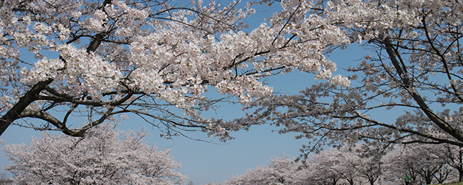 さくら市・氏家ゆうゆうパーク桜