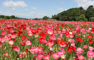 さくら市・喜連川のポピー畑