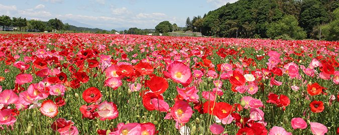 さくら市・喜連川のポピー畑