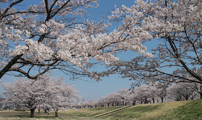 さくら市・氏家ゆうゆうパーク桜