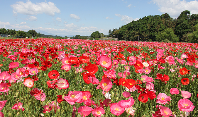 さくら市・喜連川のポピー畑