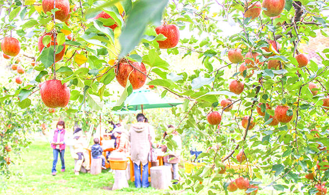 矢板市・りんご